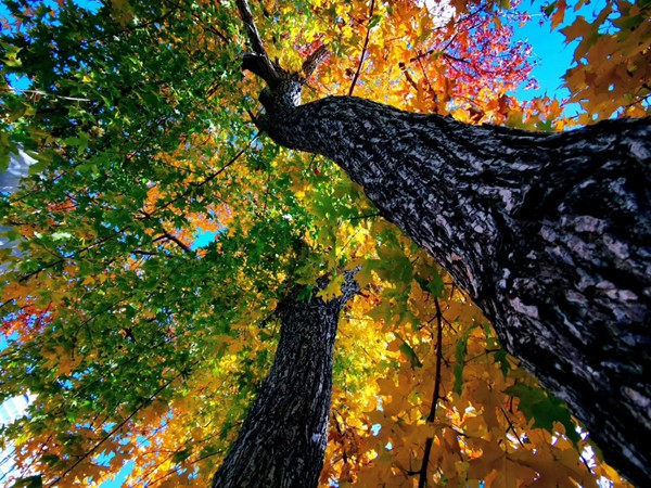 白羊座分手后忘得快嗎為什么